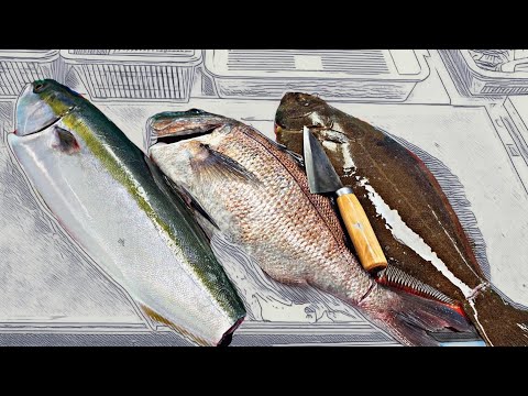 Видео: Я пошел на работу рано утром.  красный морской лещ, желтохвост, палтус.  Обрезать рыбу.