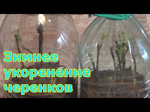 Видео: Как укоренить черенки зимой. Размножение кустарников черенками в домашних условиях зимой