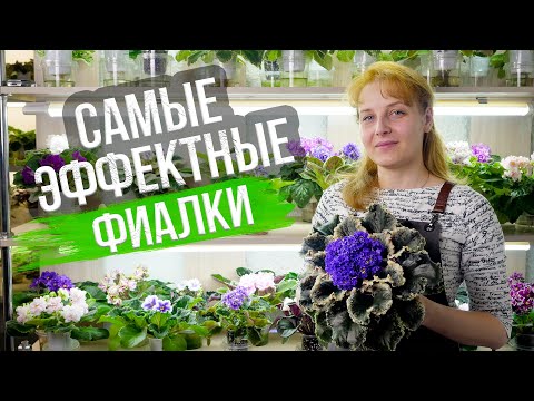 Видео: Фиалка или сенполия? Как избежать ошибок в уходе