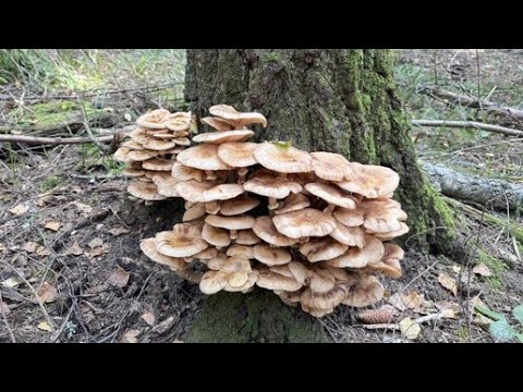 Видео: ОПЕНЬКИ ВЕШАНКИ СИНЕНОЖКИ. СКАЗОЧНЫЙ ОСЕННИЙ ЛЕС.