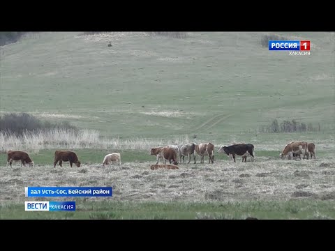 Видео: В Хакасии фиксируется всплеск массовой гибели домашнего скота