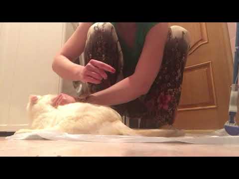 Видео: Сцеживание кота