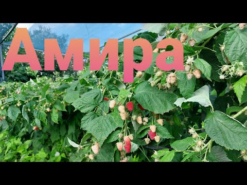 Видео: Малина Амира - вкуснейшая ягода и огромный урожай