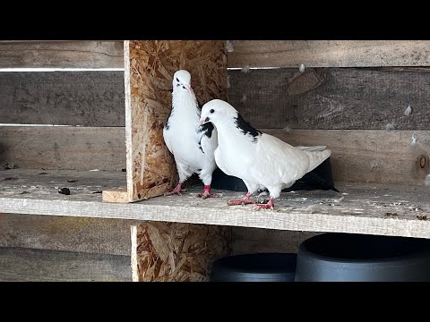 Видео: Бакинские черные шейки.