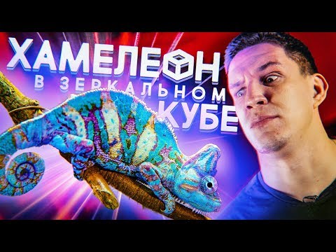 Видео: Это невероятно! ХАМЕЛЕОН в ЗЕРКАЛЬНОЙ комнате! Я в шоке!