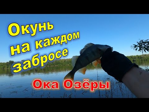 Видео: Рыбалка на отводной поводок. Ока. Окунь на каждом забросе.