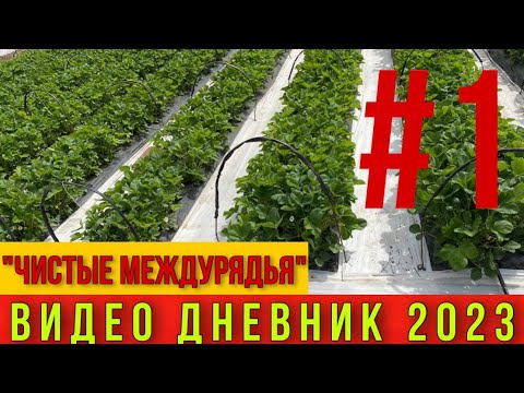 Видео: Чистые междурядья на клубнике .Видео дневник 2023 .ЧАСТЬ #1