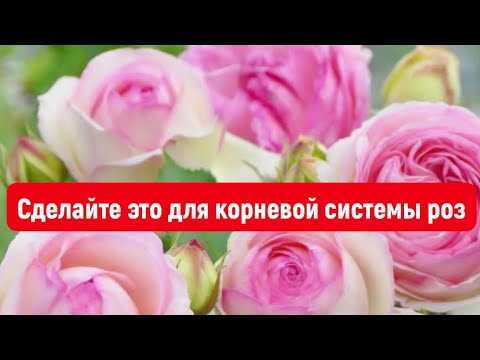 Видео: СДЕЛАЙТЕ ЭТО ДЛЯ КОРНЕВОЙ СИСТЕМЫ  И УВИДИШЬ МНОГО БАЗАЛЬНЫХ ПОБЕГОВ ПОДПИШИСЬ И ВСЁ БУДЕШЬ ЗНАТЬ