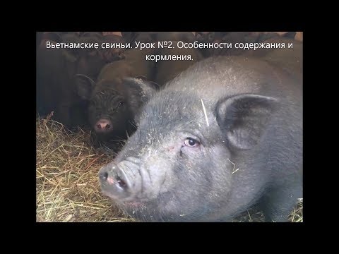 Видео: Вьетнамские свиньи. Урок №2. Особенности содержания и кормления.