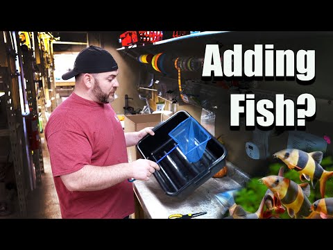 Видео: Добавляете новую рыбу в аквариум? Учитесь у того, кто каждую неделю добавляет тысячи рыб!