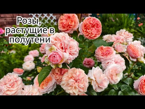 Видео: Розы, растущие в полутени