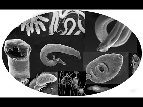 Видео: Современная паразитология – основные тренды и проблематика.