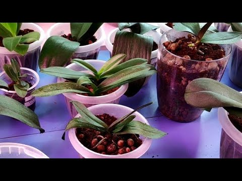 Видео: 08.06.22.Пересадки ОРХИДЕЙ в кокосовый субстрат.