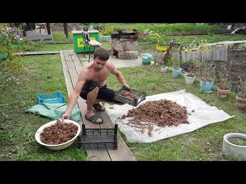 Видео: Переработка кедровой шишки в орех подручными средствами.