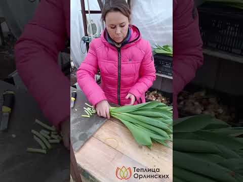Видео: Срезка и упаковка тюльпана на хранение