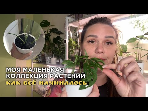 Видео: Купила 70+ растений за 3 месяца