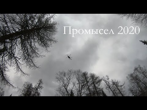 Видео: Промысел 2020г.Лось пришёл.