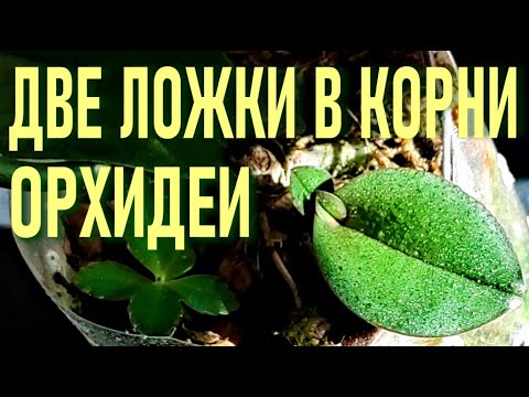 Видео: ДВЕ ЛОЖКИ ЧУДО НАСТОЯ В КОРНИ ОРХИДЕИ И ПЕНЬ ЗАКОЛОСИЛСЯ!! ТОЛСТЯНКА - ЖИВОЕ ДЕРЕВО ДЛЯ  ОРХИДЕЙ!🌞