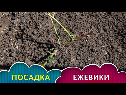Видео: СОВЕТ ОПЫТНОГО ДАЧНИКА - КАК СОХРАНИТЬ КОРНИ при ПОСАДКЕ?