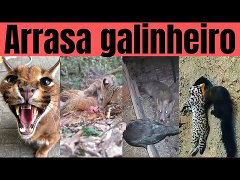 Видео: ХИЩНИКИ РОЧИ: посмотрите на животных, которые едят ваш...