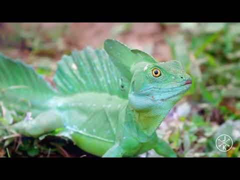 Видео: Зднем Народження Мамо !!!