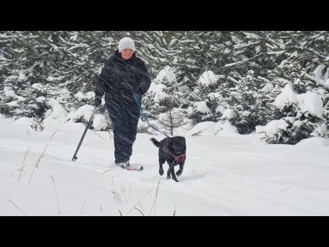 Видео: Догтренинг 683. Старт лыжного спецкурса. Ура!