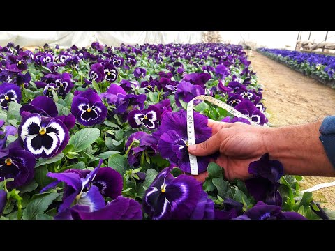 Видео: ДВА ЗОЛОТЫХ ПРАВИЛ СДЕЛАТЬ ЦВЕТЫ ЯРКИМИ и СОЧНЫМИ Петунии, Виолы📌СЕКРЕТ ВЫРАЩИВАНИЕ ВИОЛЫ отА доЯ.