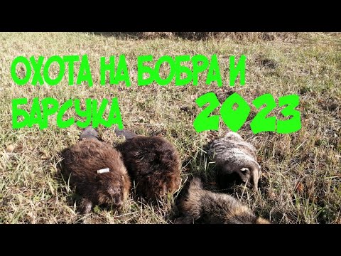 Видео: охота на бобра и барсука 2023