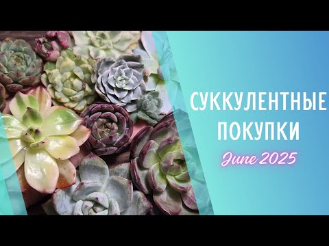 Видео: Распаковка китайских эхеверий 🌱 Июнь 2025