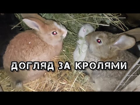 Видео: Догляд за кролями - чим кормити#кролик #кролики #кроликоферма