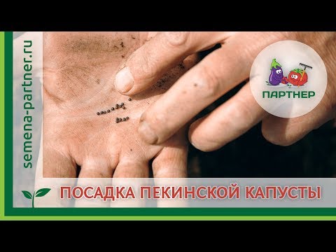 Видео: СЕЕМ ПЕКИНСКУЮ КАПУСТУ И РАСКРЫВАЕМ СЕКРЕТЫ ВЫРАЩИВАНИЯ