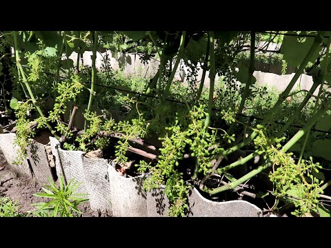 Видео: Как завязался виноград? Есть ли отставания?