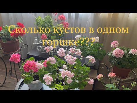 Видео: Сколько черенков Пеларгонии нужно посадить в один горшок, чтобы получись большой цветущий куст