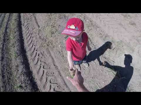 Видео: 10.09.17 г Уборка картофеля сын не много мне помог