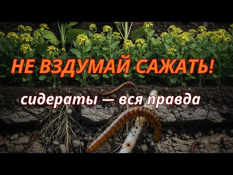 Видео: Сидераты — польза и ошибки! Горчица, фацелия, люпин, овёс, рожь: вся правда о зелёном удобрении