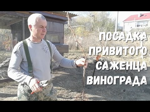 Видео: Посадка привитых саженцев винограда