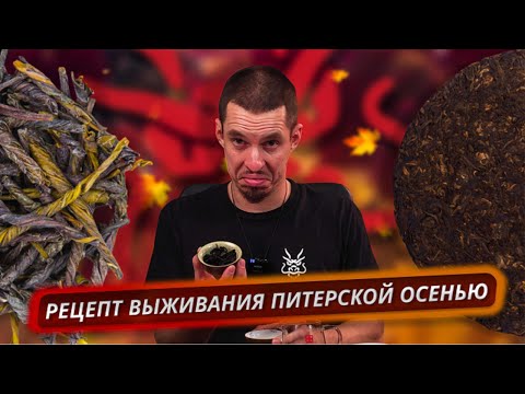 Видео: Рецепт бодрости и здоровья: Шу + Кудин