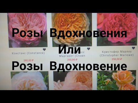 Видео: Заказ Роз на весну 2022. Преимущества питомника Вдохновения .