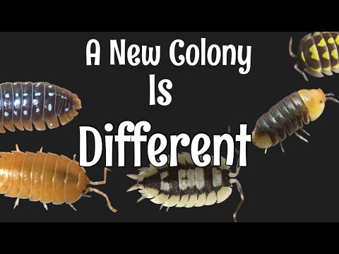 Видео: Руководство по уходу за изоподами. Часть 3: Чего ожидать от новой колонии изопод