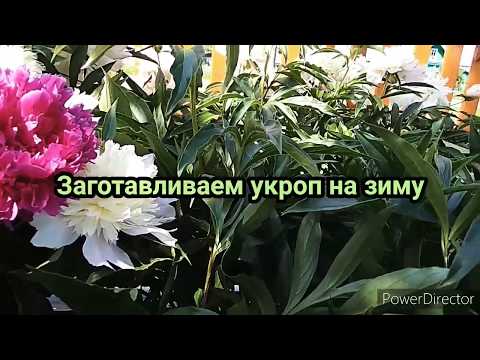 Видео: Как заготовить укроп на зиму
