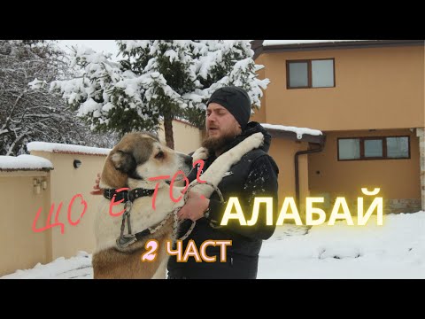 Видео: Имам Куче за САО? Що е то - алабай? Колко струва да отглеждаме тази величествена порода? 2ра част!