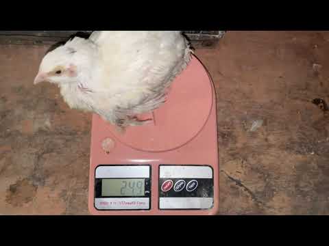 Видео: Перепел Белый Гигант и Техасский бройлерный перепел, взвешивание перепелят двух пород в 21 день.