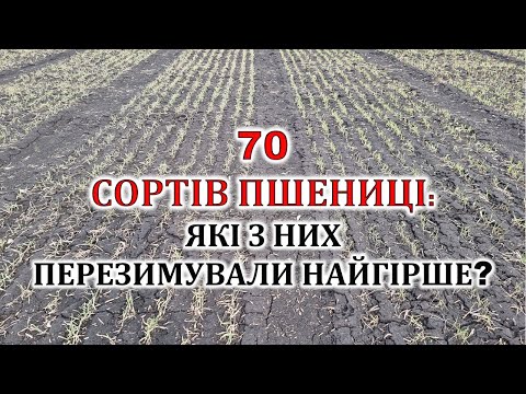 Видео: Які сорти пшениці перезимували найгірше?