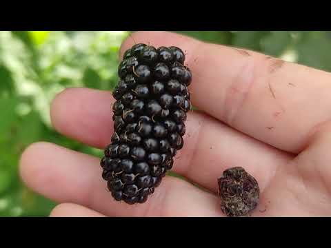 Видео: ежевика Карака Блэк, Лох тей Великий Новгород