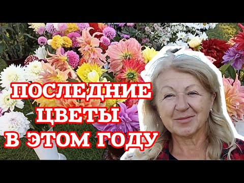 Видео: ❄️ Последние цветы осени 🌸 Заморозки и уход за хризантемой мультифлора