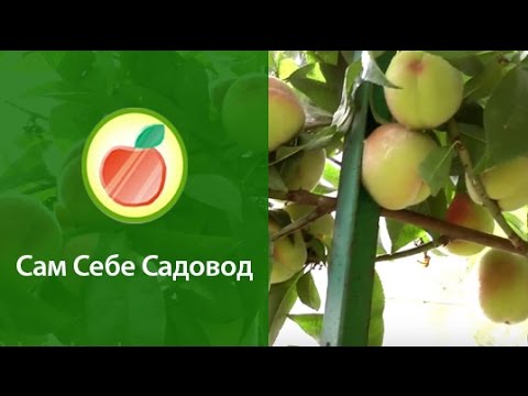 Видео: Персики созрели в теплице