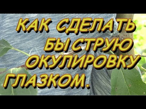 Видео: БЫСТРАЯ ОКУЛИРОВКА ГЛАЗКОМ, КАК СДЕЛАТЬ? УЛУЧШЕННЫЙ СПОСОБ.