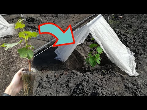 Видео: Весенняя посадка вегетирующих саженцев