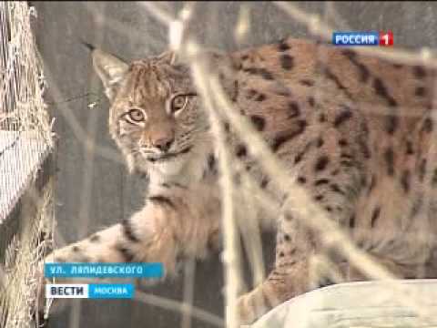 Видео: Рысь живет на балконе