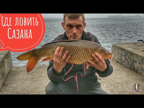 Видео: Где в Запорожье ловить Сазана, Карпа на дикаре. Верхний бьеф. Рыбалка в Запорожье